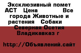 Эксклюзивный помет АСТ › Цена ­ 30 000 - Все города Животные и растения » Собаки   . Северная Осетия,Владикавказ г.